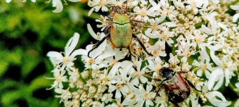 Event organiser of FAMILIEN-WORKSHOP INSEKTEN