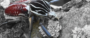 Event-Image for 'Insektenwunder'