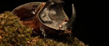 Event-Image for 'Bugbusters &ndash; Hollywoods heimliche Stars'