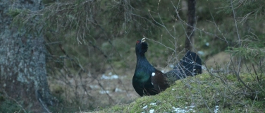 Event-Image for 'Das Auerhuhn und sein Lebensraum am Pilatus'