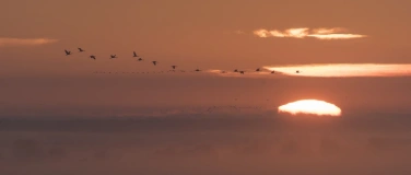 Event-Image for 'Vortrag: Ph&auml;nomen Vogelzug'