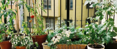 Event-Image for 'Kurs: Urban Gardening mit Permakulturansatz'