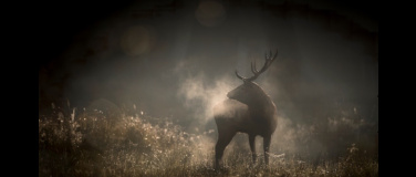 Event-Image for 'Le Chant des for&ecirc;ts'