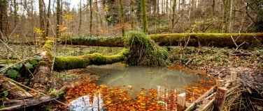 Event-Image for 'Naturspaziergang - Gestautes Wasser im Lenzburger Wald'