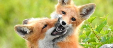 Event-Image for 'Führung «Liebesgeflüster»'