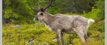 Event-Image for 'Live-Vortrag: Schweden'