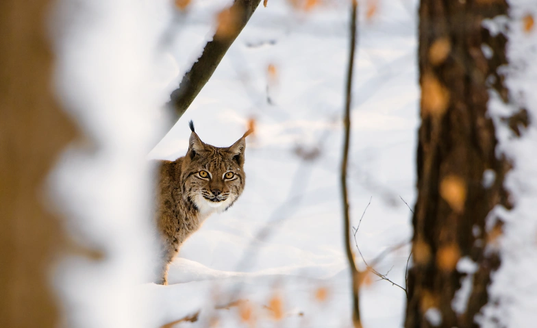 Der K&ouml;nig vom Gantrisch &ndash; auf den Spuren des Luchses Tickets