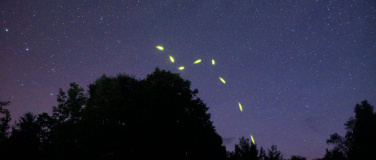 Event-Image for 'Magie der Gl&uuml;hw&uuml;rmchen'