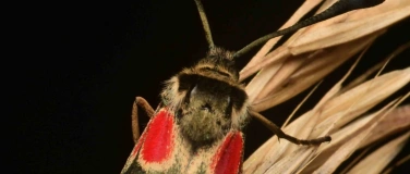 Event-Image for 'K&auml;fer & Kundig, Vortrag'