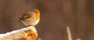 Event-Image for 'Winterliche Vogelbeobachtungen auf dem Gertraudenfriedhof'