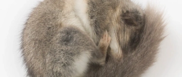 Event-Image for 'Mittagsführung «Ruhen, schlafen, ziehen»'