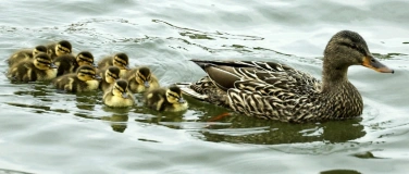Event-Image for 'Mitarbeiterf&uuml;hrung: Von der Fach- zur F&uuml;hrungskraft'
