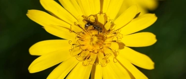 Event-Image for 'Wildpflanzen- und Kr&auml;utermarkt Muttenz'