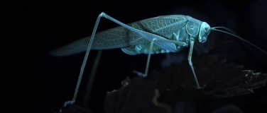 Event-Image for '&laquo;Solothurner Insektentag 2026&raquo; Nacht-Insektenpirsch mit UV-L'