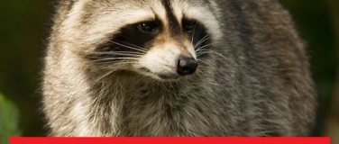 Event-Image for 'Vortrag &laquo;Der Waschb&auml;r &ndash; ein Neub&uuml;rger mit Konfliktpotential&raquo;'