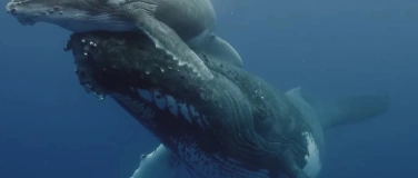 Event-Image for 'Ocean Souls'