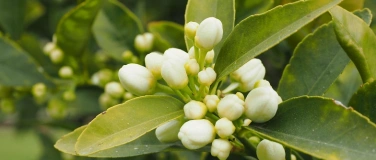 Event-Image for 'Kochworkshop: Kochen mit Hydrolaten'