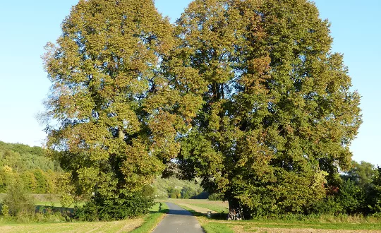 Erlebnisspaziergang Brainwalking Aktiv Entspannt- Zentrum für Klang und Entspannung Sylvia Ellingen, Burgstraße 18A, 53773 Hennef (Sieg) Tickets