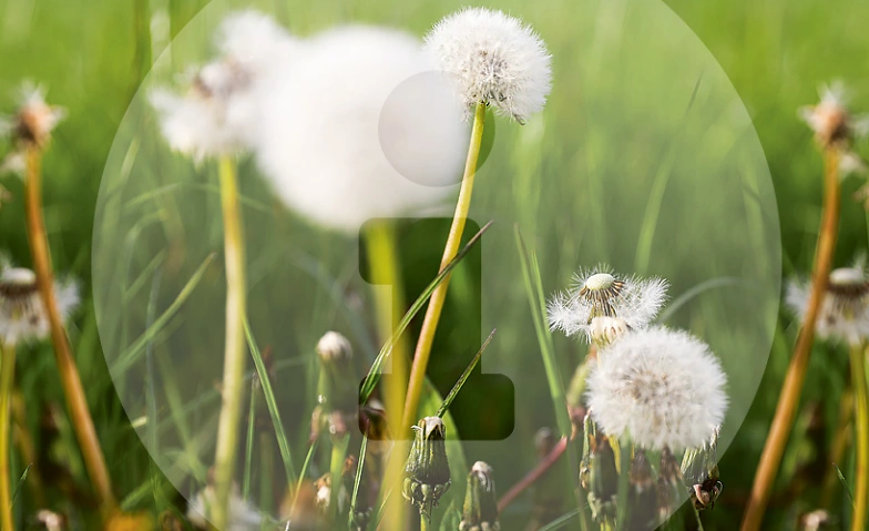 Info-Abend Weiterbildungen Palliative Care Billets