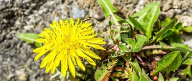 Event-Image for 'Innere Stärke und Resilienz in der Palliative Care'