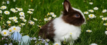 Event-Image for 'Osterhasensuche &ndash; Die Hasen sind los'