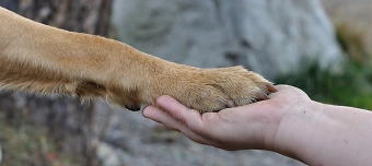 Event organiser of Hundezahnputzkurs - Zahnputzkurs für Hunde