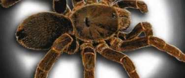 Event-Image for 'Welt der Riesenspinnen biologische insektenausstellung'