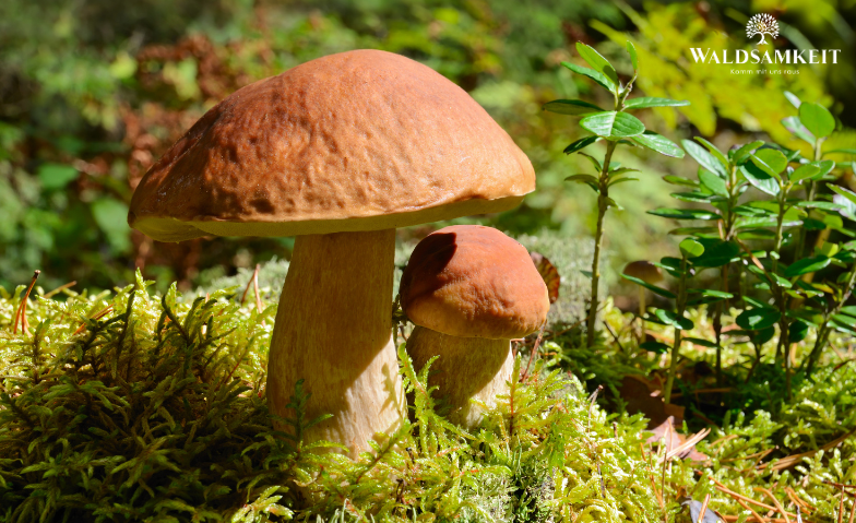 Pilzf&uuml;hrung Berlin Tickets