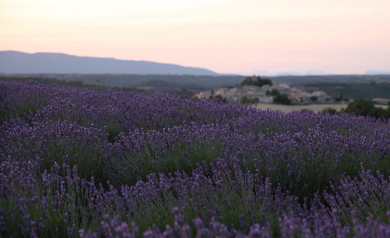 Filmabend in der Bibliothek: Kr&auml;uterwelten in der Provence ${singleEventLocation} Tickets