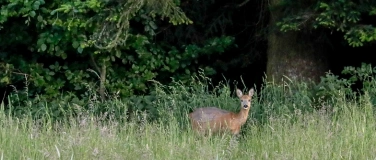 Event-Image for 'Exkursion «Wildtierkorridor» - Die Routen wilder Tiere'
