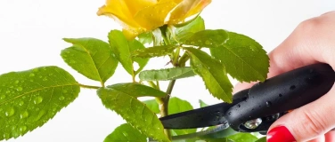 Event-Image for 'Schnittkurs Rosen und Sträucher'