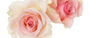 Event-Image for 'Valentine&rsquo;s Shaktipat: Eine Reise zur Quelle der Liebe'