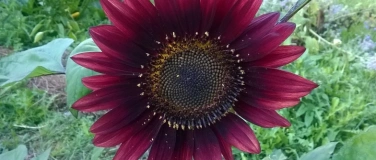 Event-Image for 'WiWa-Stammtisch im Campo Winterthur Hegi'