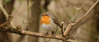 Event-Image for 'Stadtv&ouml;gel Rheinfelden'