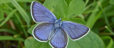 Event-Image for 'Vortrag: Schmetterlinge im Garten'