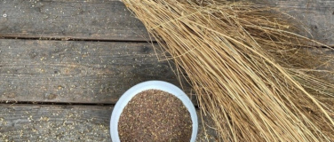 Event-Image for 'Saatgut Workshop'