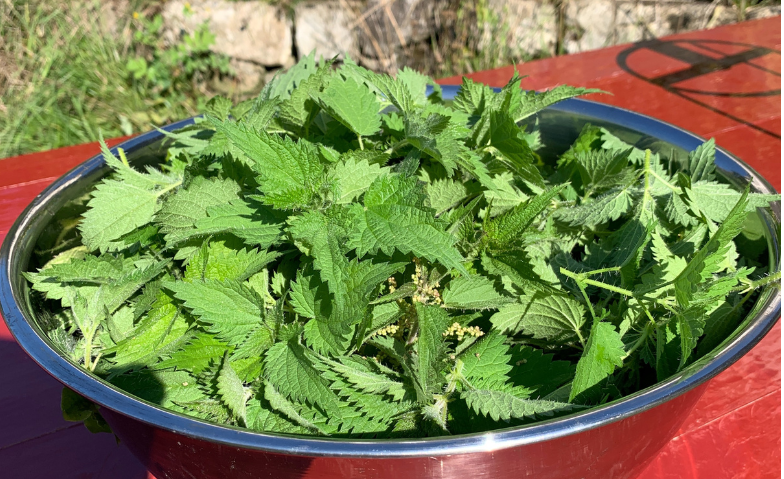 Event-Image for 'Brennnessel als Superfood'