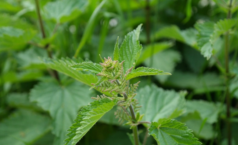 Wunderpflanze Brennnessel - Papiersch&ouml;pfen &amp; Naturkosmetik Tickets