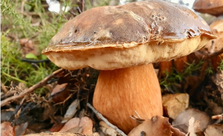 1.5 hours guided mushroom tour ${singleEventLocation} Tickets