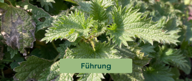 Event-Image for 'Energie durch die Superkraft der Wildkr&auml;uter'