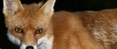 Event-Image for 'Theater Kanton Z&uuml;rich &laquo;Sherlock Holmes: Der Fall Moriarty&raquo;'