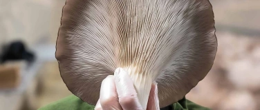 Event-Image for 'Demeter-Pilzfarm Z&uuml;ripilz (Produzentenbesuch)'