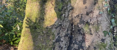 Event-Image for 'Im Wald – der Weg des Holzes'
