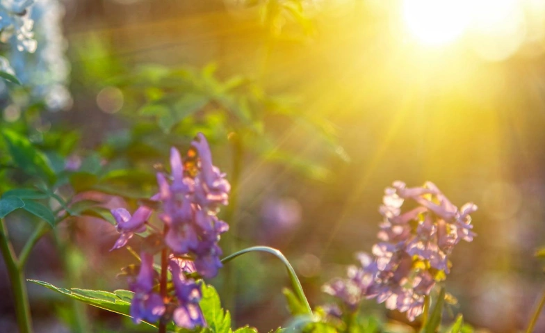 Event-Image for 'Die Kraft der Entspannung'