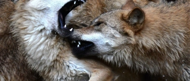 Event-Image for 'Mittagsführung «Soziales Tierreich»'