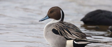 Event-Image for 'Vogelexkursion an den Klingnauer Stausee'