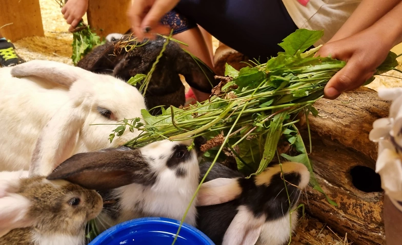 Stall-Zwergengruppe (Kursnr. 1.4e) Tickets