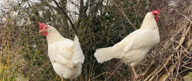 Event-Image for 'Stallluft schnuppern'