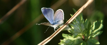 Event-Image for 'Wildes Leben in der Heide  -  Entdeckungstour f&uuml;r Familien'