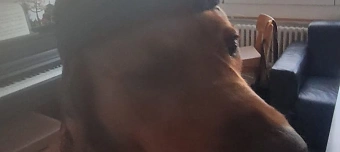 Veranstalter:in von Höfuball